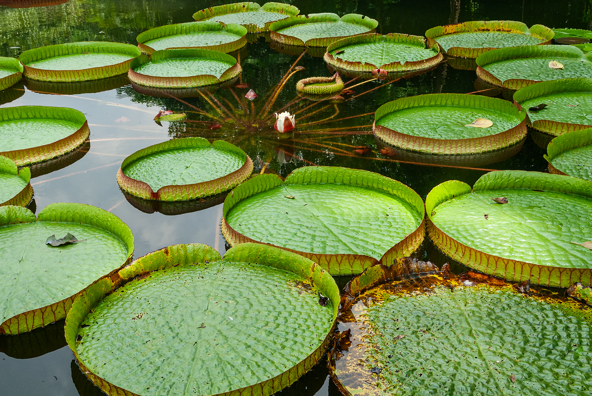 Caminata Fotográfica Jardín Botánico de Caracas