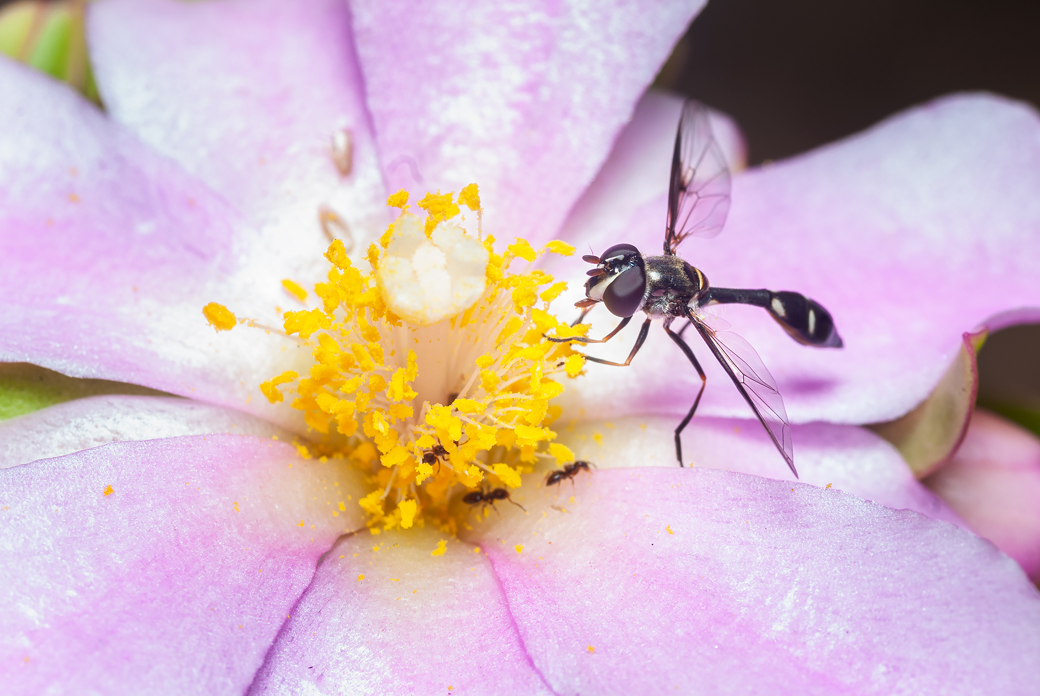 Caminata Fotográfica Jardín Botánico de Caracas