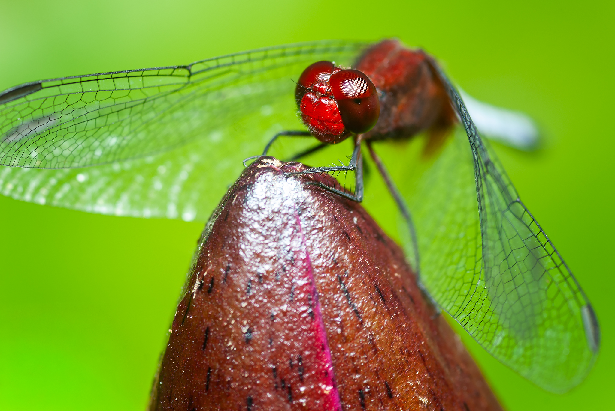 Caminata Fotográfica Jardín Botánico de Caracas